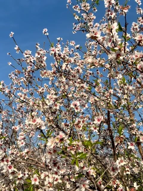 Almond blossom against a blue sky in spring
