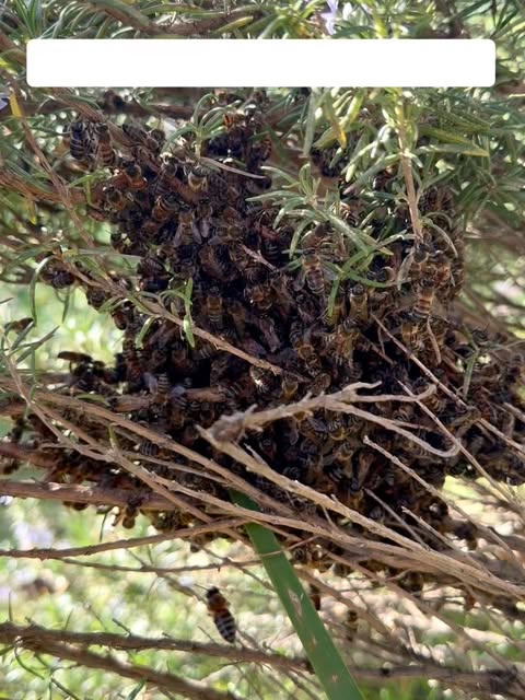 A honeybee swarm clustered on branches