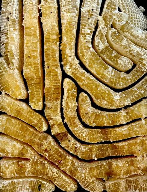 Curving strips of wild honeycomb built inside a hive lid
