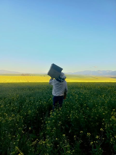 A beekeeper carrying a hive box through a canola field