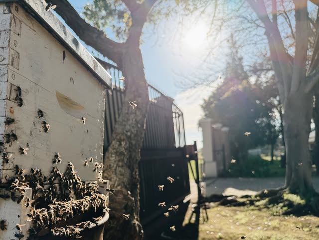 Sun breaking through the trees over the hives